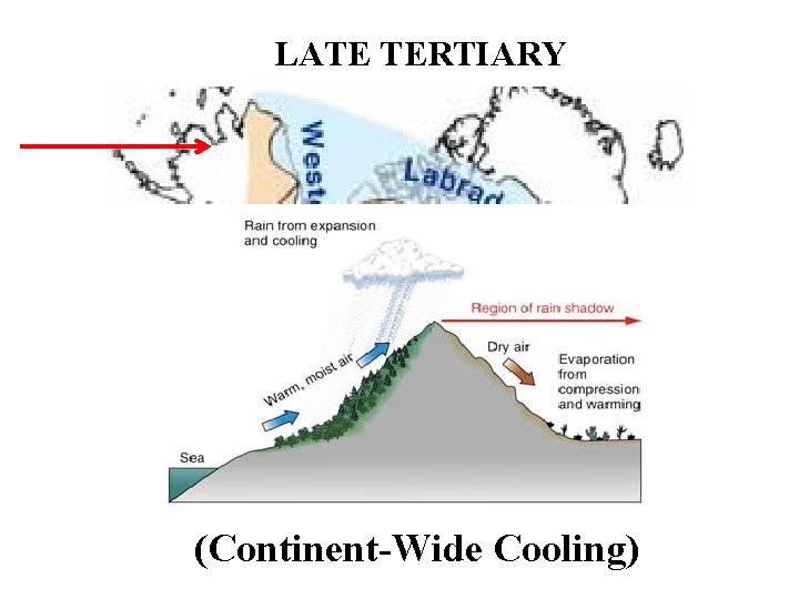 LATE TERTIARY (Continent-Wide Cooling) 