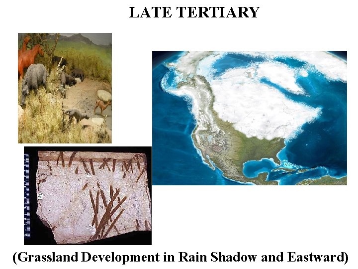 LATE TERTIARY (Grassland Development in Rain Shadow and Eastward) 