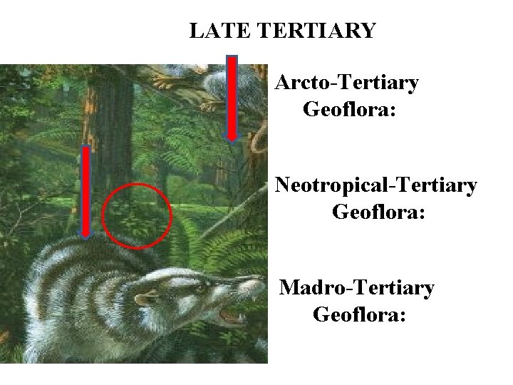 LATE TERTIARY Arcto-Tertiary Geoflora: Neotropical-Tertiary Geoflora: Madro-Tertiary Geoflora: 