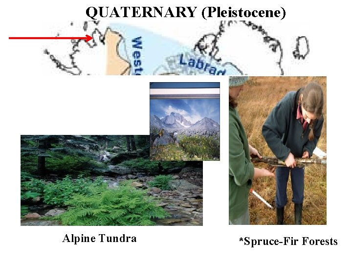 QUATERNARY (Pleistocene) Alpine Tundra *Spruce-Fir Forests 