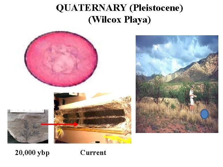 QUATERNARY (Pleistocene) (Wilcox Playa) 20, 000 ybp Current 