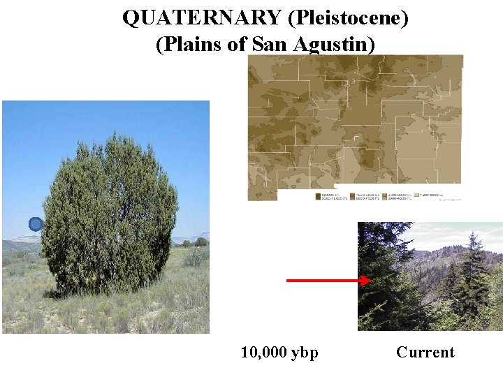 QUATERNARY (Pleistocene) (Plains of San Agustin) 10, 000 ybp Current 