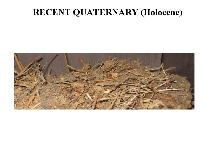 RECENT QUATERNARY (Holocene) 