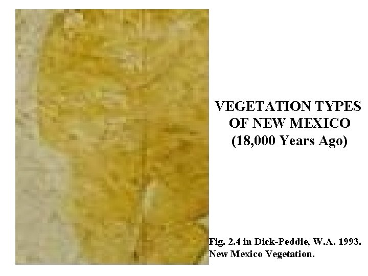 VEGETATION TYPES OF NEW MEXICO (18, 000 Years Ago) Fig. 2. 4 in Dick-Peddie,