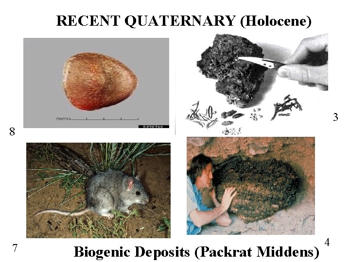 RECENT QUATERNARY (Holocene) 3 8 7 Biogenic Deposits (Packrat Middens) 4 