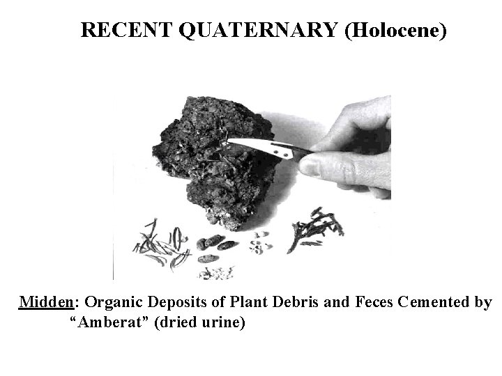 RECENT QUATERNARY (Holocene) Midden: Organic Deposits of Plant Debris and Feces Cemented by “Amberat”