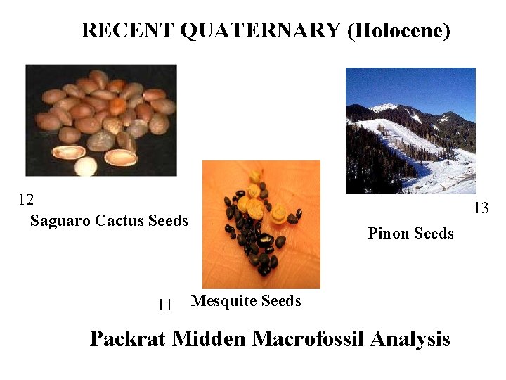 RECENT QUATERNARY (Holocene) 12 Saguaro Cactus Seeds 11 13 Pinon Seeds Mesquite Seeds Packrat