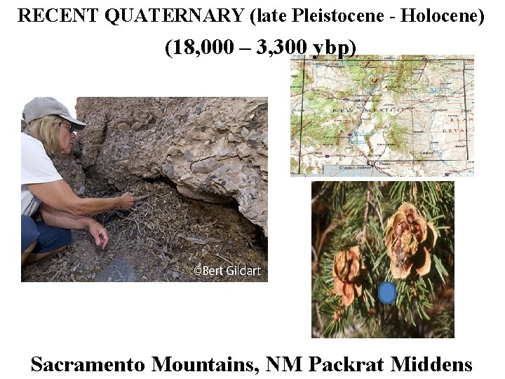 RECENT QUATERNARY (late Pleistocene - Holocene) (18, 000 – 3, 300 ybp) Sacramento Mountains,