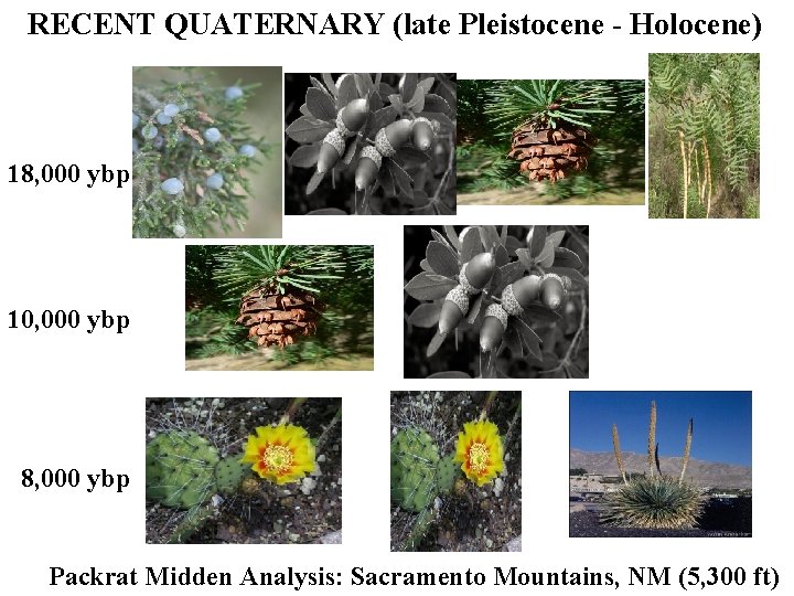 RECENT QUATERNARY (late Pleistocene - Holocene) 18, 000 ybp 10, 000 ybp 8, 000