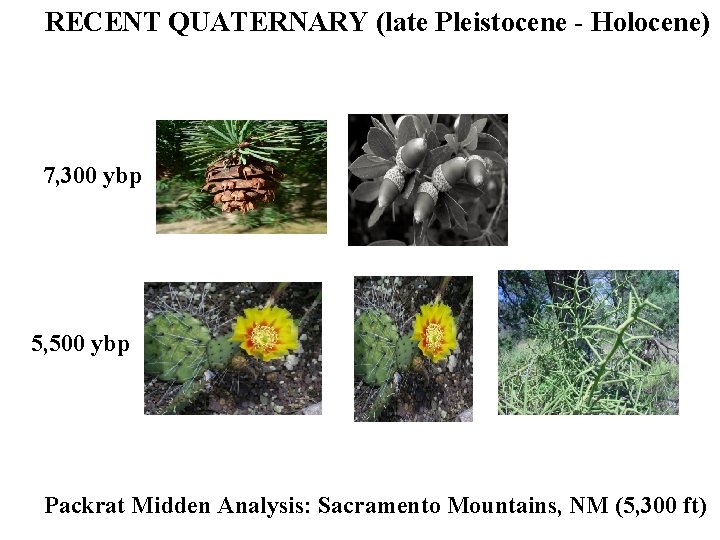RECENT QUATERNARY (late Pleistocene - Holocene) 7, 300 ybp 5, 500 ybp Packrat Midden