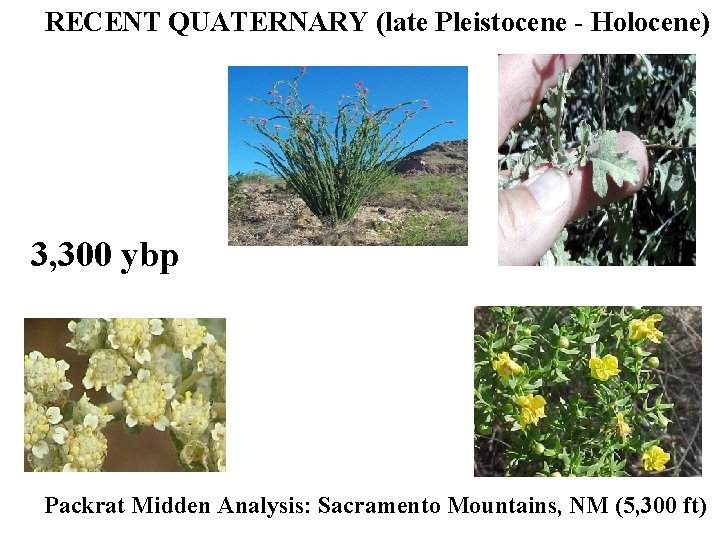 RECENT QUATERNARY (late Pleistocene - Holocene) 3, 300 ybp Packrat Midden Analysis: Sacramento Mountains,