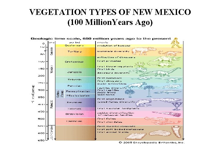 VEGETATION TYPES OF NEW MEXICO (100 Million. Years Ago) 