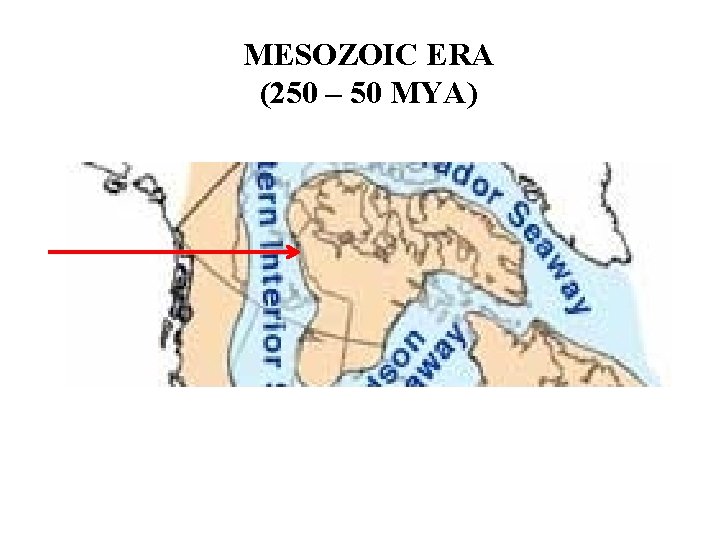MESOZOIC ERA (250 – 50 MYA) 