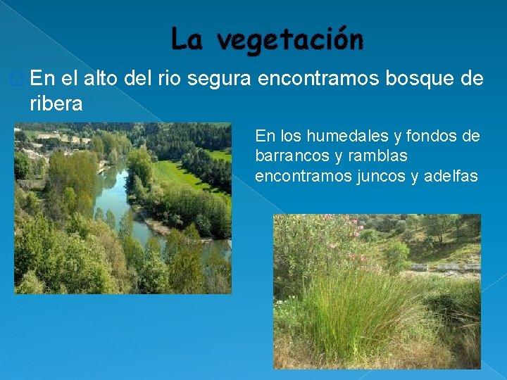 La vegetación � En el alto del rio segura encontramos bosque de ribera En La vegetación � En el alto del rio segura encontramos bosque de ribera En