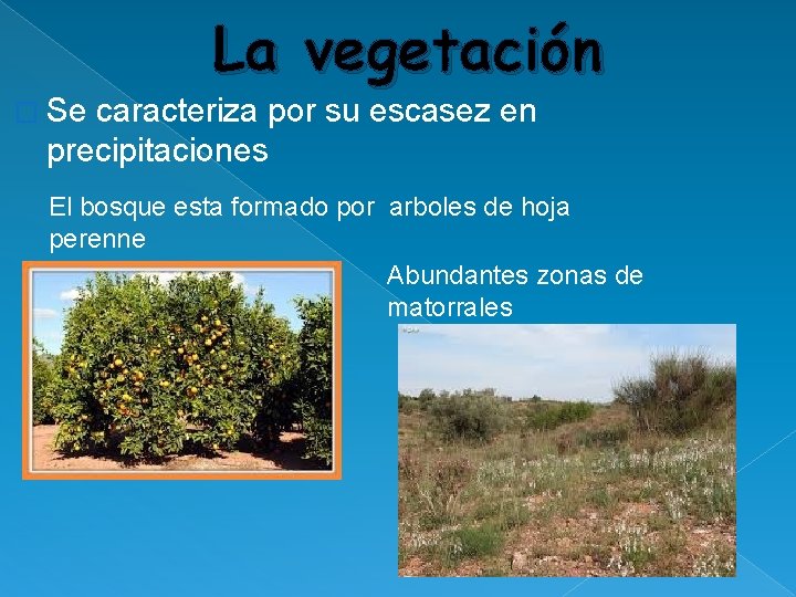 La vegetación � Se caracteriza por su escasez en precipitaciones El bosque esta formado La vegetación � Se caracteriza por su escasez en precipitaciones El bosque esta formado