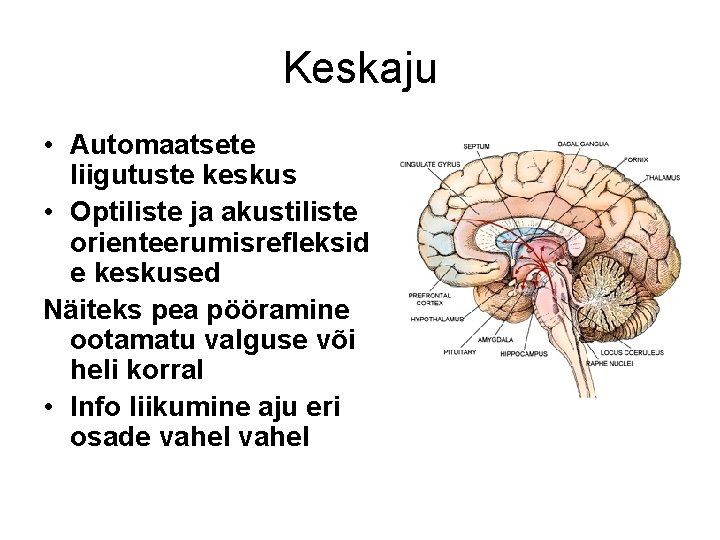 Keskaju • Automaatsete liigutuste keskus • Optiliste ja akustiliste orienteerumisrefleksid e keskused Näiteks pea