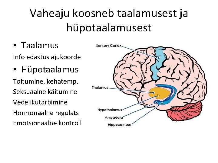 Vaheaju koosneb taalamusest ja hüpotaalamusest • Taalamus Info edastus ajukoorde • Hüpotaalamus Toitumine, kehatemp.