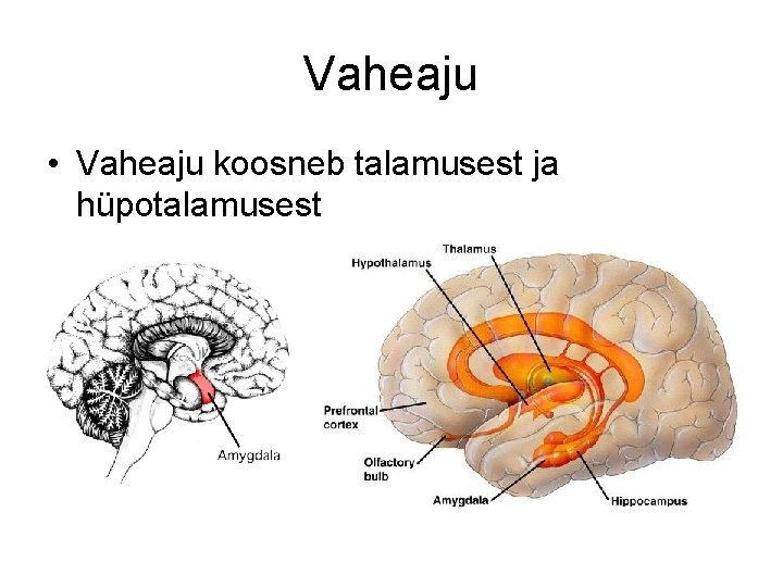 Vaheaju • Vaheaju koosneb talamusest ja hüpotalamusest 