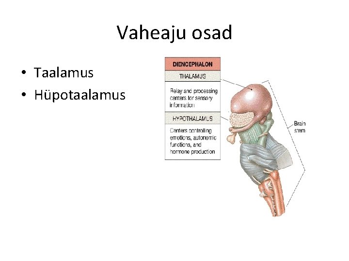 Vaheaju osad • Taalamus • Hüpotaalamus 