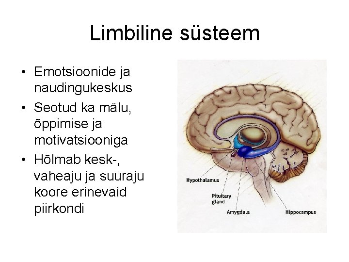 Limbiline süsteem • Emotsioonide ja naudingukeskus • Seotud ka mälu, õppimise ja motivatsiooniga •