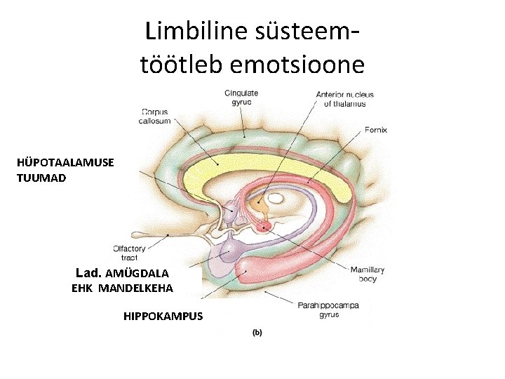 Limbiline süsteemtöötleb emotsioone HÜPOTAALAMUSE TUUMAD Lad. AMÜGDALA EHK MANDELKEHA HIPPOKAMPUS 