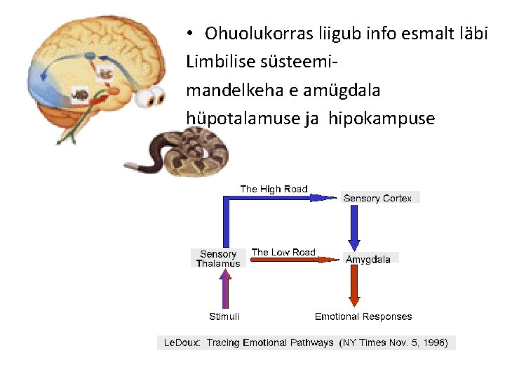  • Ohuolukorras liigub info esmalt läbi Limbilise süsteemimandelkeha e amügdala hüpotalamuse ja hipokampuse