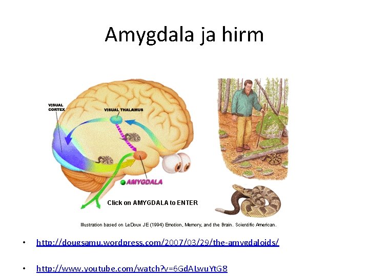 Amygdala ja hirm • http: //dougsamu. wordpress. com/2007/03/29/the-amygdaloids/ • http: //www. youtube. com/watch? v=6