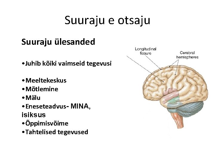 Suuraju e otsaju Suuraju ülesanded • Juhib kõiki vaimseid tegevusi • Meeltekeskus Suuraju •