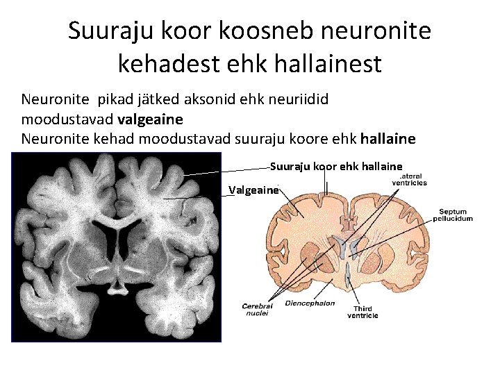 Suuraju koor koosneb neuronite kehadest ehk hallainest Neuronite pikad jätked aksonid ehk neuriidid moodustavad