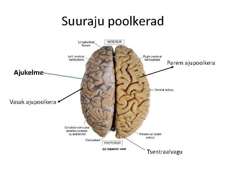 Suuraju poolkerad Parem ajupoolkera Ajukelme Vasak ajupoolkera Tsentraalvagu 