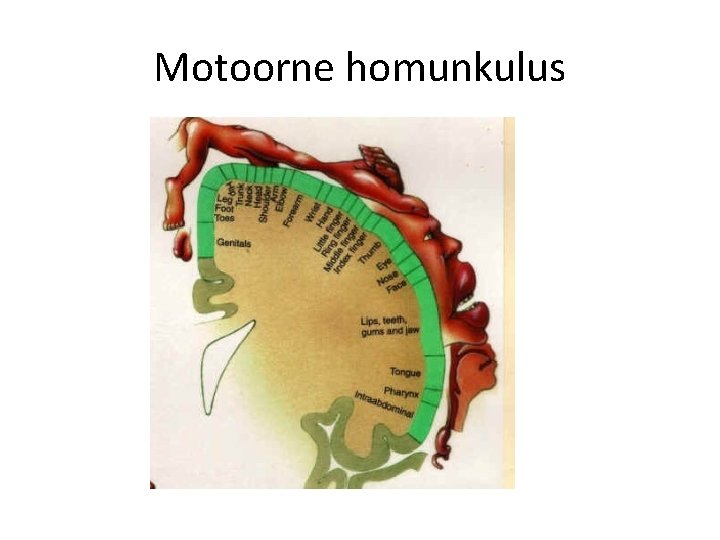 Motoorne homunkulus 