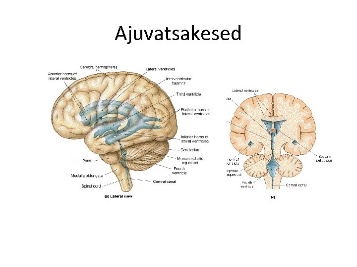 Ajuvatsakesed 