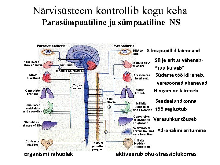 Närvisüsteem kontrollib kogu keha Parasümpaatiline ja sümpaatiline NS Silmapupillid laienevad Sülje eritus väheneb“suu kuivab”