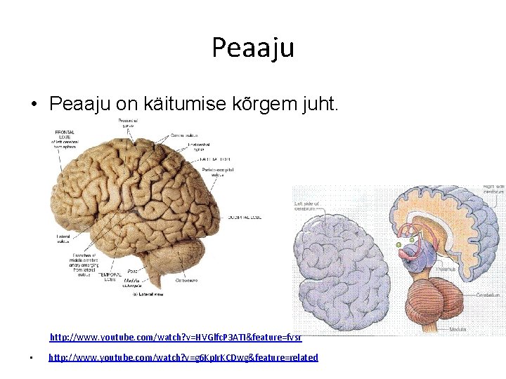 Peaaju • Peaaju on käitumise kõrgem juht. http: //www. youtube. com/watch? v=HVGlfc. P 3