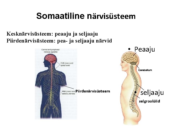 Somaatiline närvisüsteem Kesknärvisüsteem: peaaju ja seljaaju Piirdenärvisüsteem: pea- ja seljaaju närvid • Peaaju Piirdenärvisüsteem