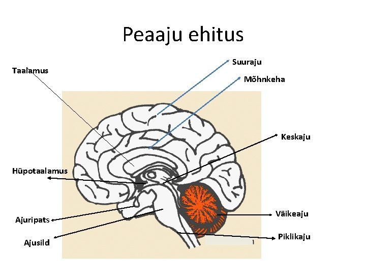 Peaaju ehitus Taalamus Suuraju Mõhnkeha Keskaju Hüpotaalamus Ajuripats Ajusild Väikeaju Piklikaju 