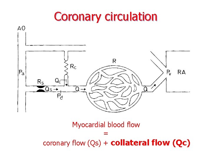 Coronary circulation Myocardial blood flow = coronary flow (Qs) + collateral flow (Qc) 