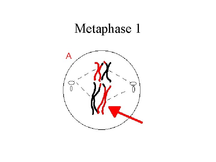 Metaphase 1 