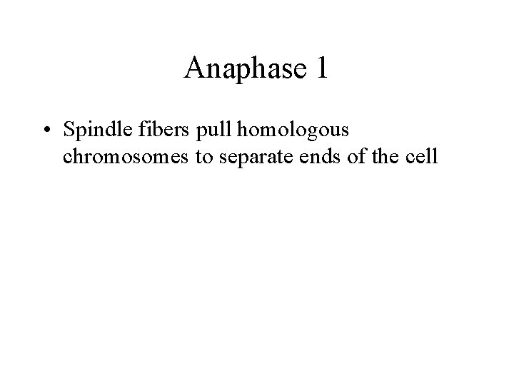 Anaphase 1 • Spindle fibers pull homologous chromosomes to separate ends of the cell
