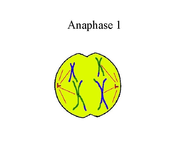 Anaphase 1 