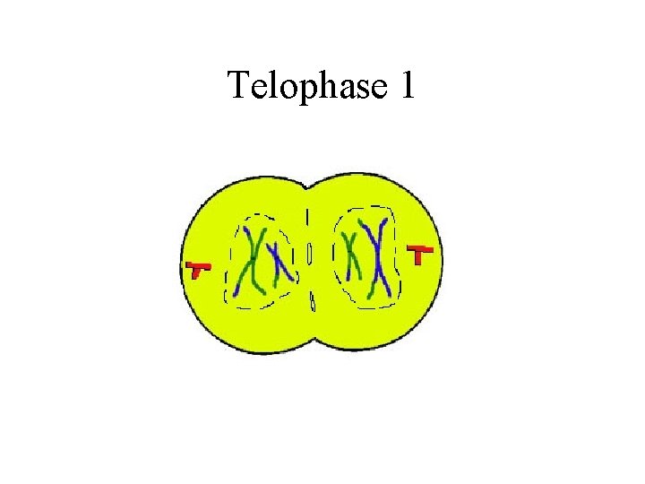 Telophase 1 