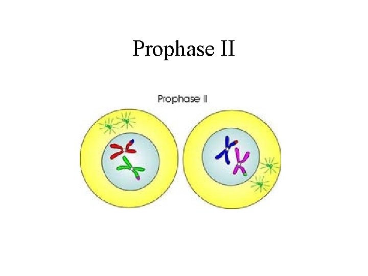 Prophase II 
