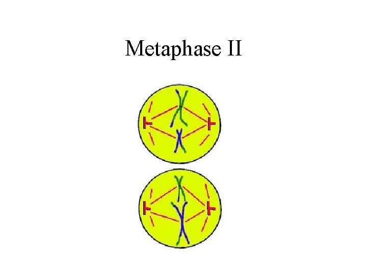 Metaphase II 
