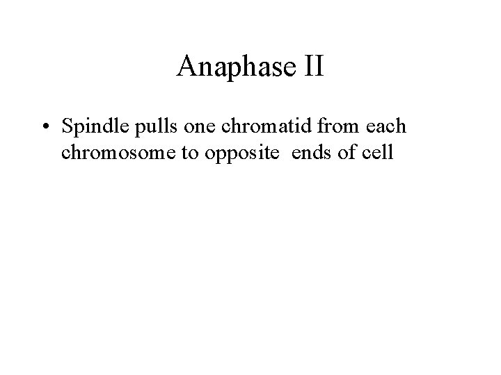 Anaphase II • Spindle pulls one chromatid from each chromosome to opposite ends of