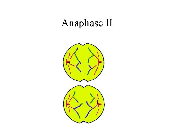 Anaphase II 