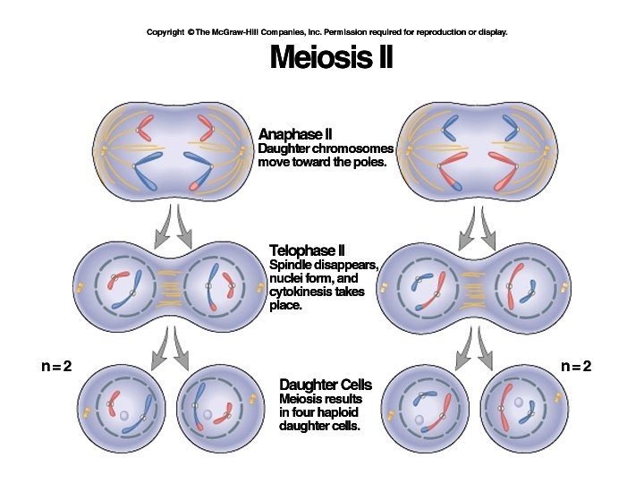 Meiosis A type of cell division that results
