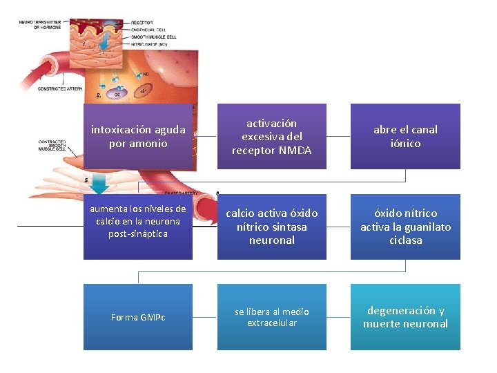 intoxicación aguda por amonio activación excesiva del receptor NMDA abre el canal iónico aumenta