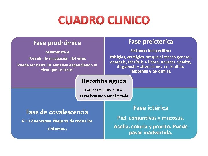 CUADRO CLINICO Fase prodrómica Fase preicterica Asintomática Periodo de incubación del virus Síntomas inespecíficos