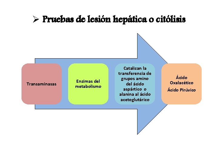 Ø Pruebas de lesión hepática o citólisis Transaminasas Enzimas del metabolismo Catalizan la transferencia