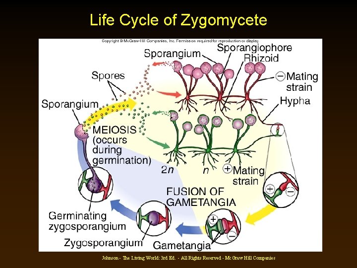 Life Cycle of Zygomycete Johnson - The Living World: 3 rd Ed. - All Life Cycle of Zygomycete Johnson - The Living World: 3 rd Ed. - All